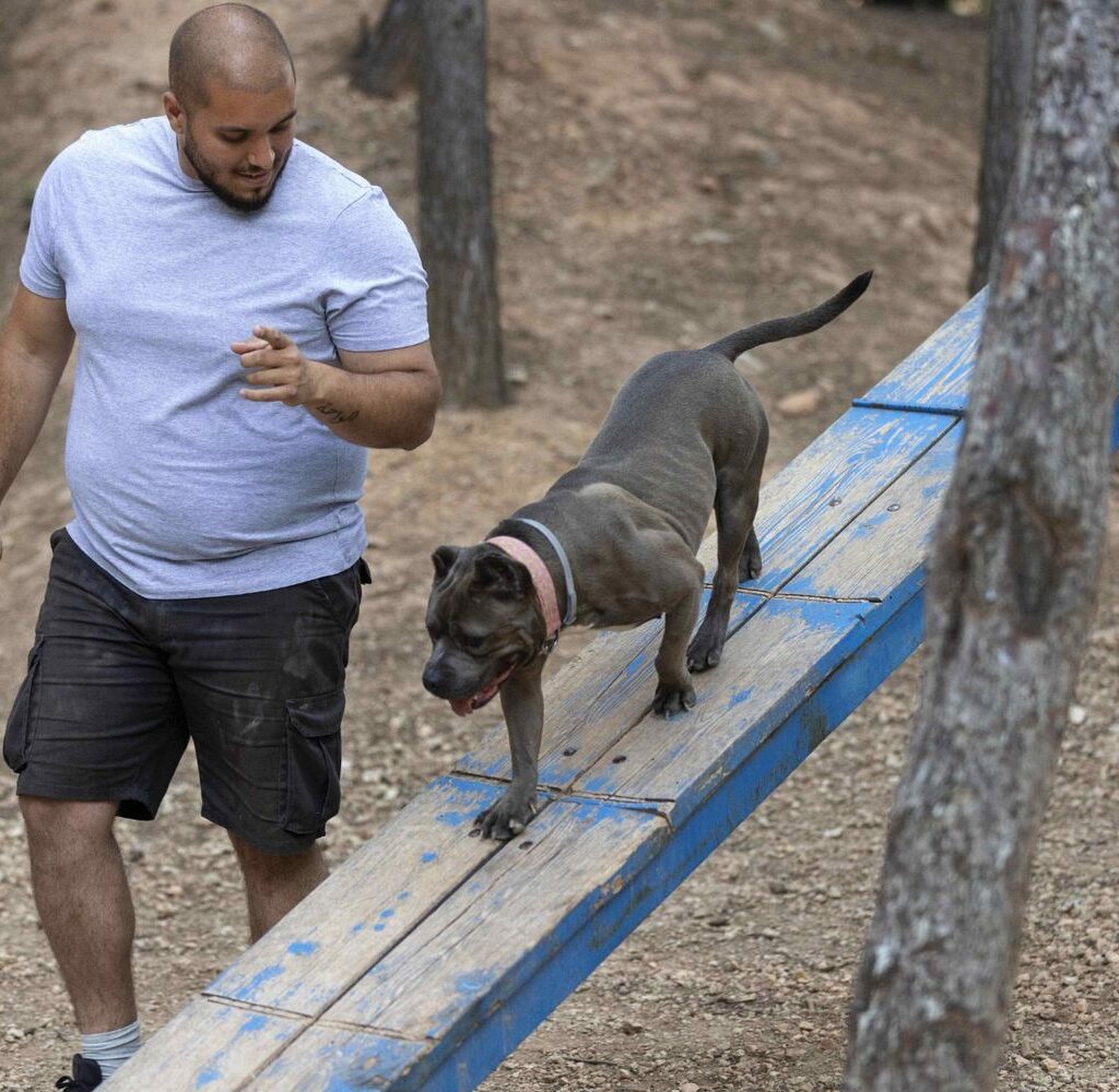 Home Male Dog Trainer Outdoors With Dog Session Min1 1024x1000