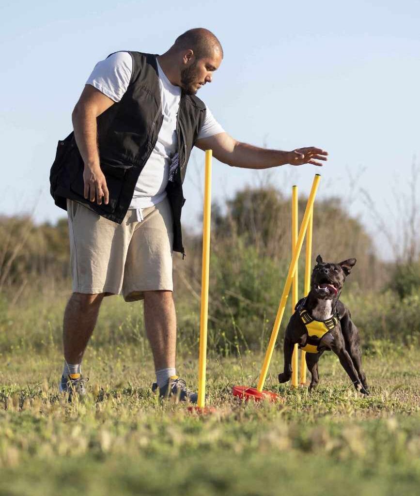 Home dog trainer teaching dog run though obstacles5 min12
